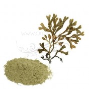 Pudra de Fucus alga bruna 50 gr - Mayam
